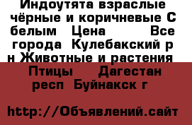 Индоутята взраслые чёрные и коричневые С белым › Цена ­ 450 - Все города, Кулебакский р-н Животные и растения » Птицы   . Дагестан респ.,Буйнакск г.